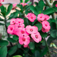 Euphorbia milii ornamental flower seeds for decorative landscape planting.