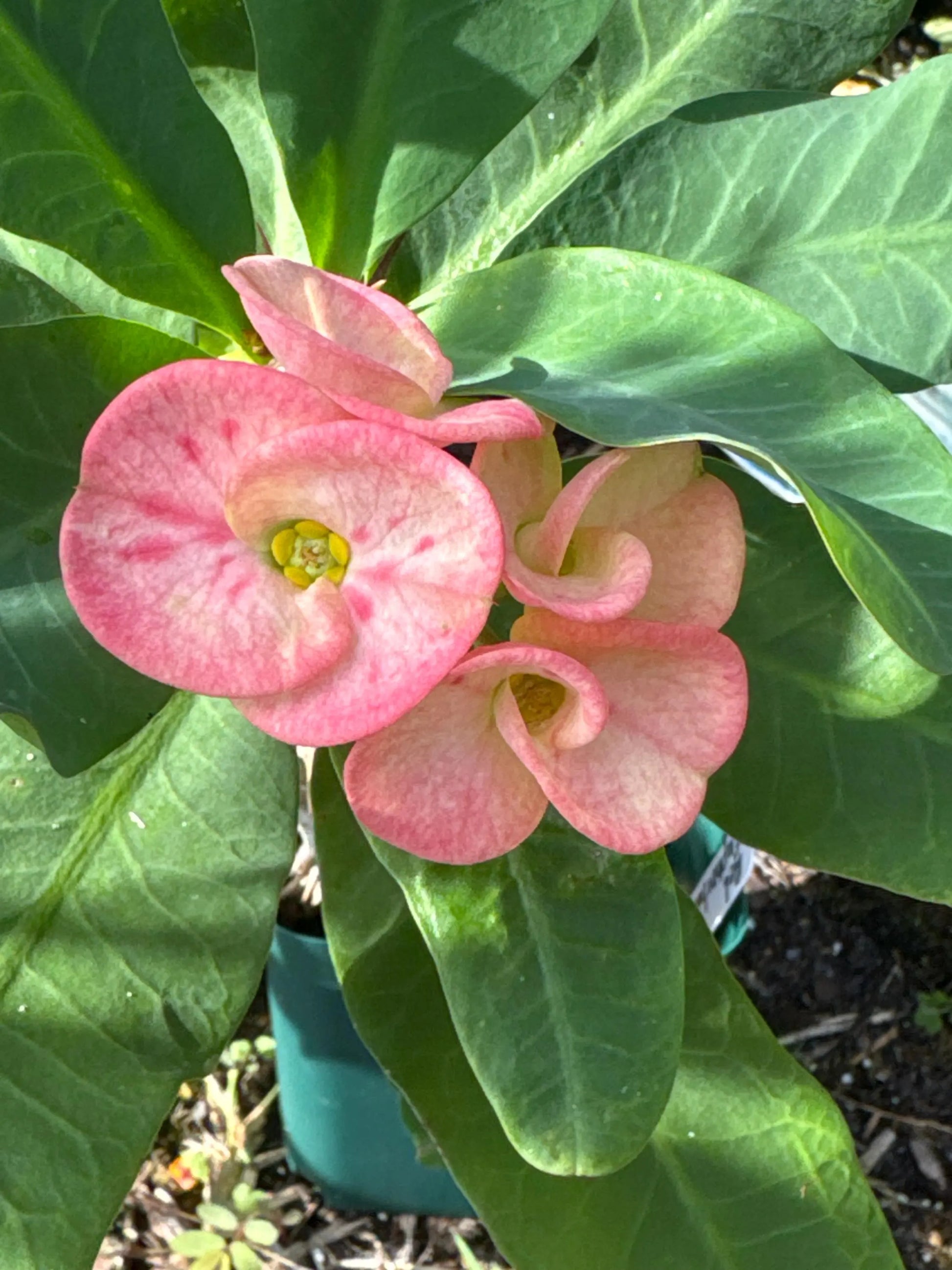 Euphorbia milii ornamental seeds suitable for rock gardens and patios.