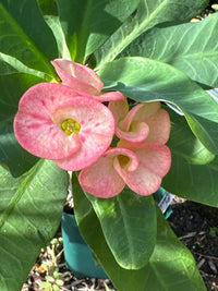 Euphorbia milii ornamental seeds suitable for rock gardens and patios.