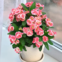 Euphorbia Flower seeds for Planting - Perfect for Borders, Heirloom & GMO Free Seeds for Home Garden