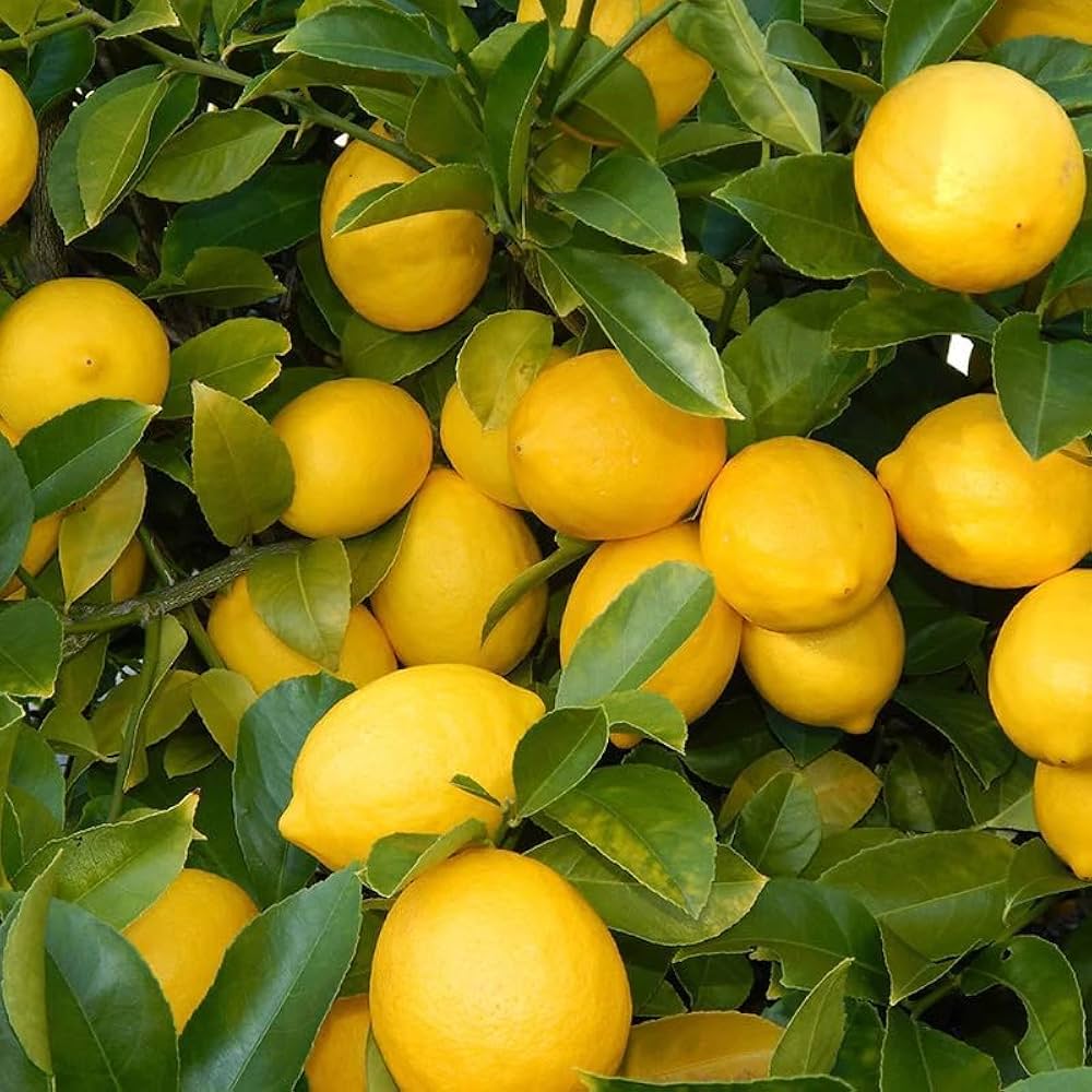 Young Eureka Lemon citrus plant with glossy green leaves for container growing.