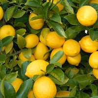 Young Eureka Lemon citrus plant with glossy green leaves for container growing.