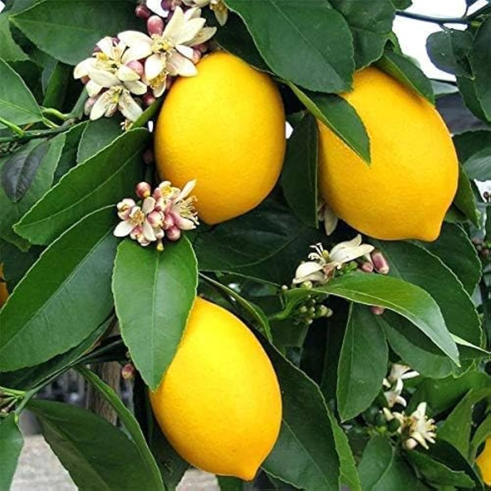 Eureka Lemon Tree Four Seasons live starter plant in a nursery pot.