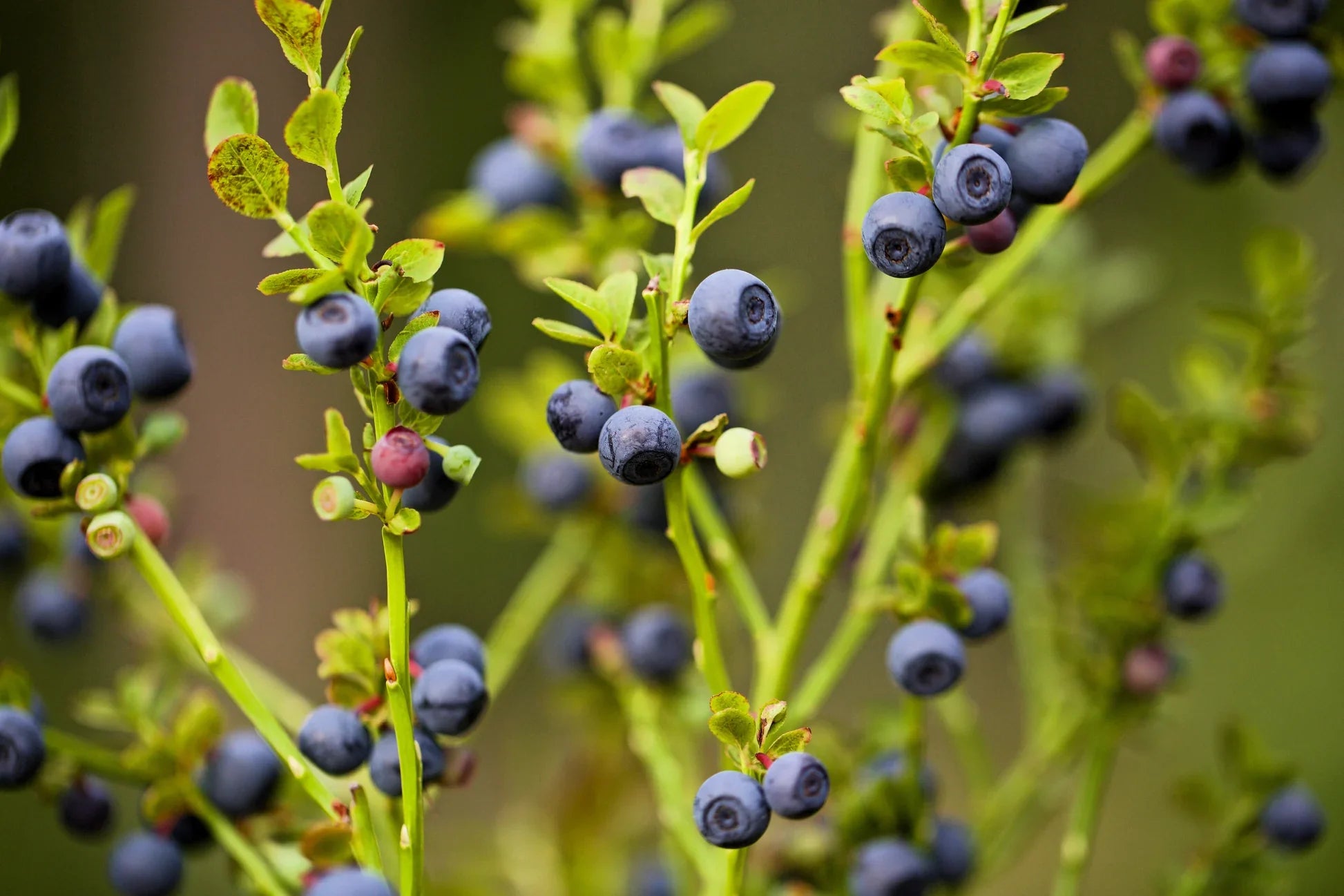 European blueberry fruit shrub growing in a garden landscape