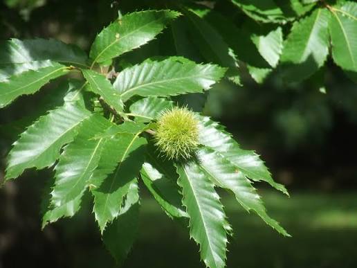 Sweet European Chestnut tree growing in a sunny outdoor garden.