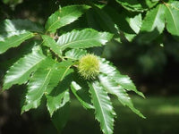 Sweet European Chestnut tree growing in a sunny outdoor garden.