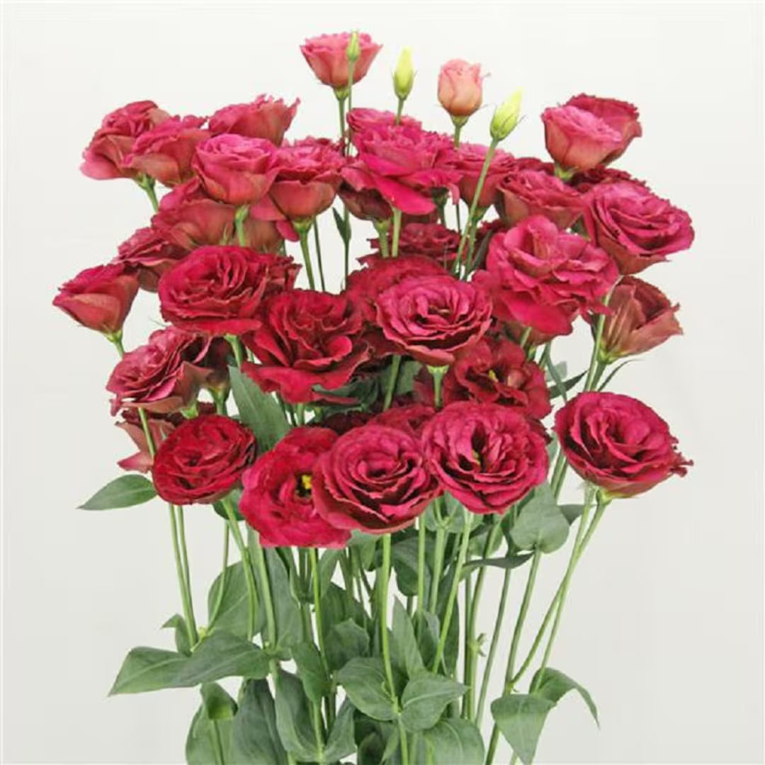 Close-up of Red Eustoma blossoms