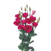 Red Eustoma flowers growing in garden beds