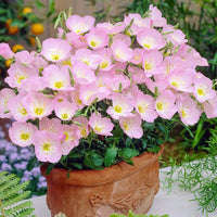 Evening Primrose Pink flowers for garden planting