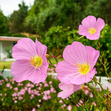 Evening Primrose Pink Petticoats flower blooms