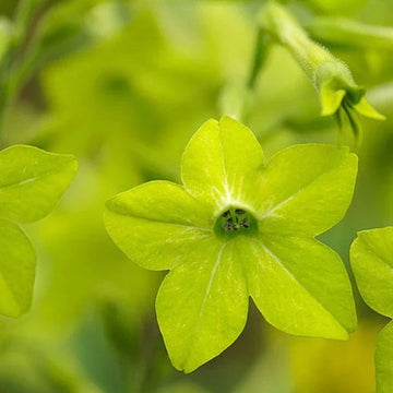 Evening-Scented Flower Seeds for Planting