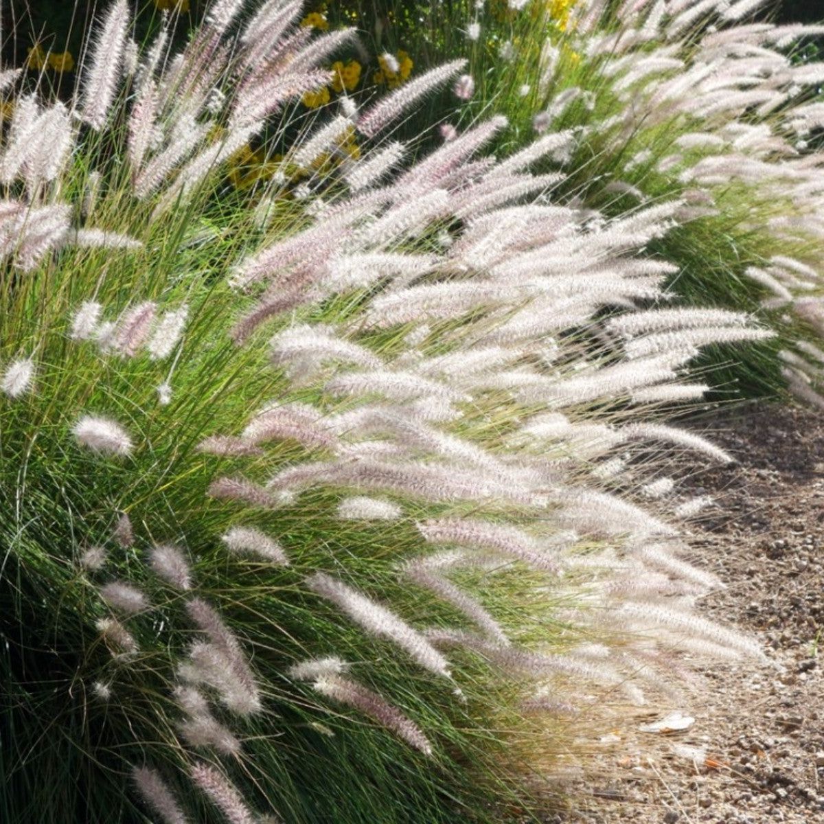 Evergreen perennial lawn grass seeds for creating dense green turf