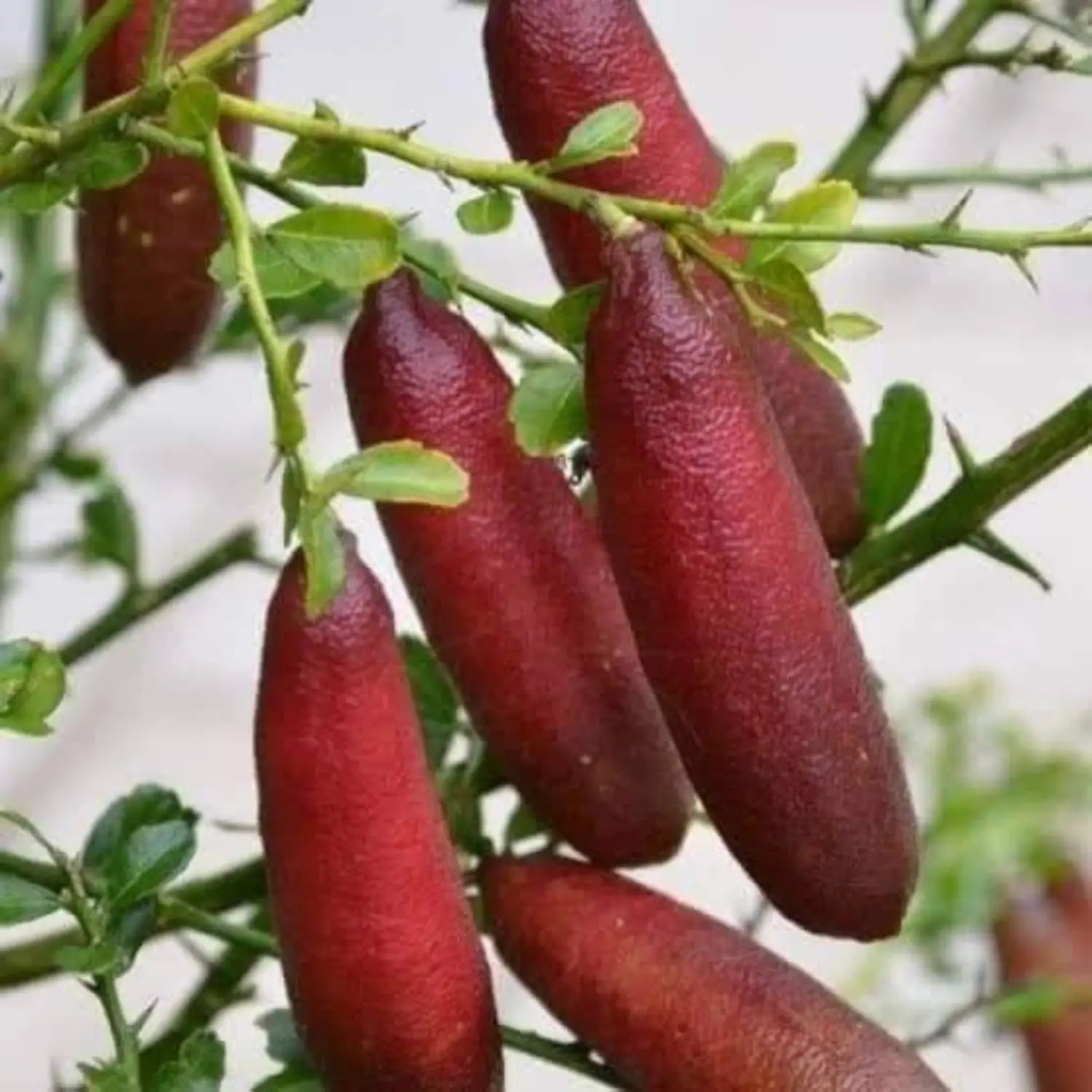 Evergreen Finger Lime citrus tree with glossy green leaves and distinctive fruit.