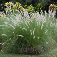 Evergreen Lawn Perennial Grass (Poa pratensis) seeds for home lawn planting