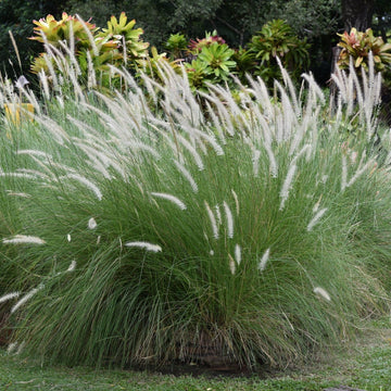 Evergreen Lawn Perennial Grass (Poa pratensis) seeds for home lawn planting