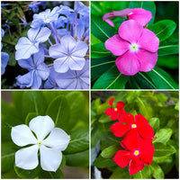 Low-growing Periwinkle perennial with colorful blooms in an outdoor landscape.