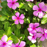 Evergreen periwinkle flowers creating a vibrant ground cover in an outdoor garden