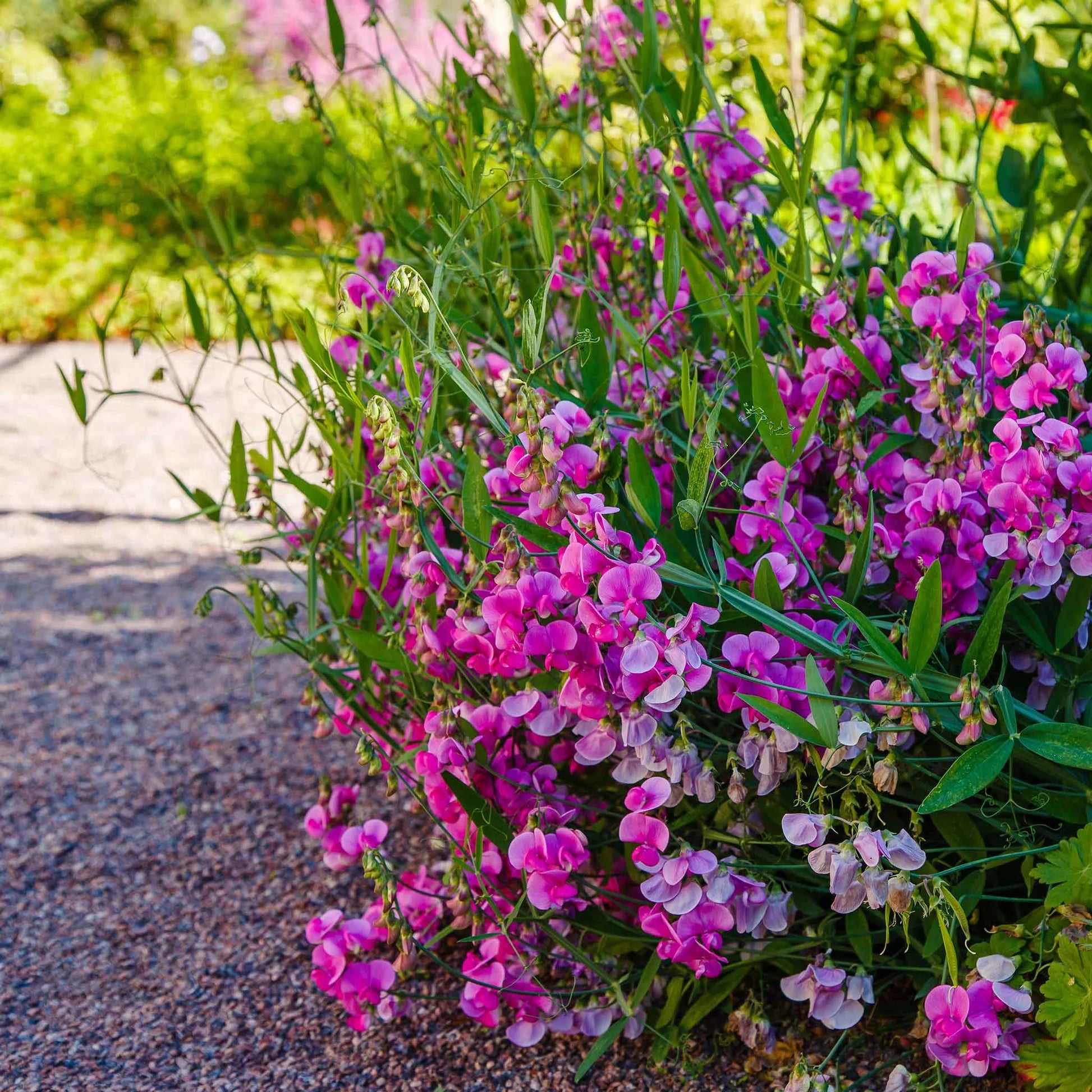Everlasting Pea Flower seeds for Planting - Garden Favorite, Heirloom & GMO Free Seeds for Home Garden