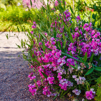 Everlasting Pea Flower seeds for Planting - Garden Favorite, Heirloom & GMO Free Seeds for Home Garden