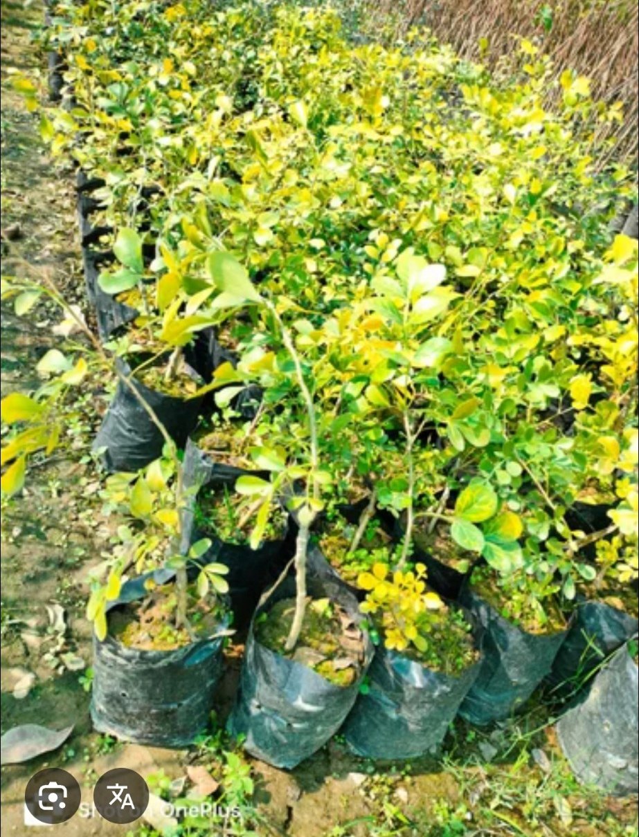 African Blackwood tree with lush green foliage in a tropical garden