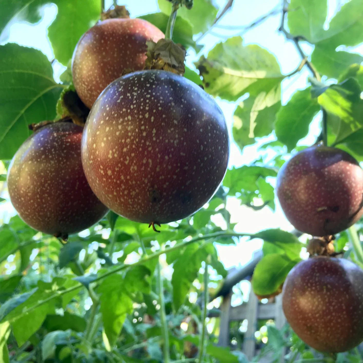 Exotic dark red Passiflora edulis seeds for outdoor and greenhouse gardens