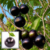 Exotic tropical Jaboticaba tree grown from quality planting seeds