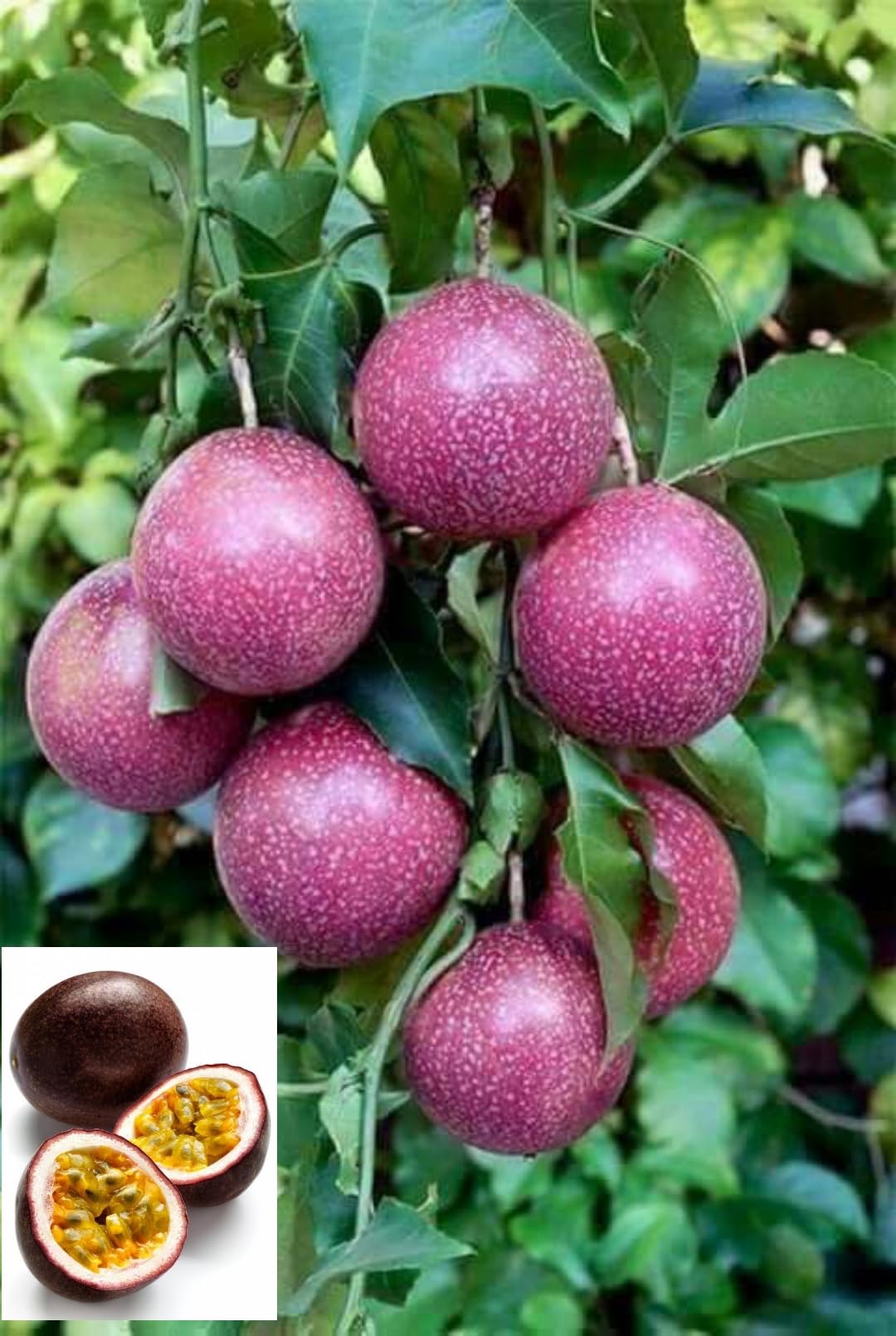 Exotic passion fruit seeds mix for tropical fruit planting