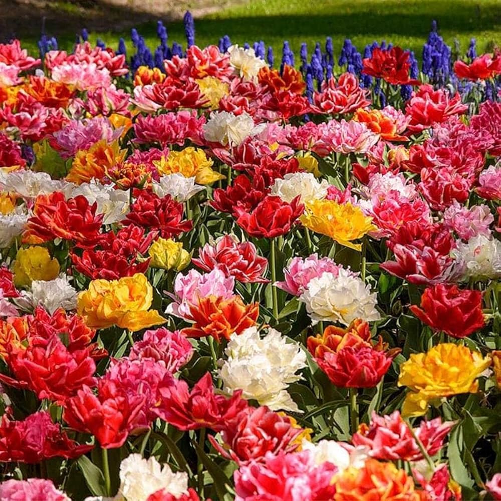 Exotic Double Peony Blooms in Outdoor Garden
