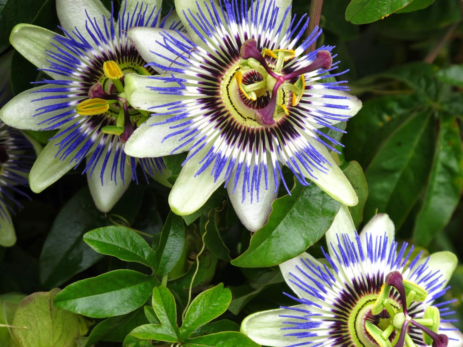 Purple Passionflower seed packet for ornamental flower planting.