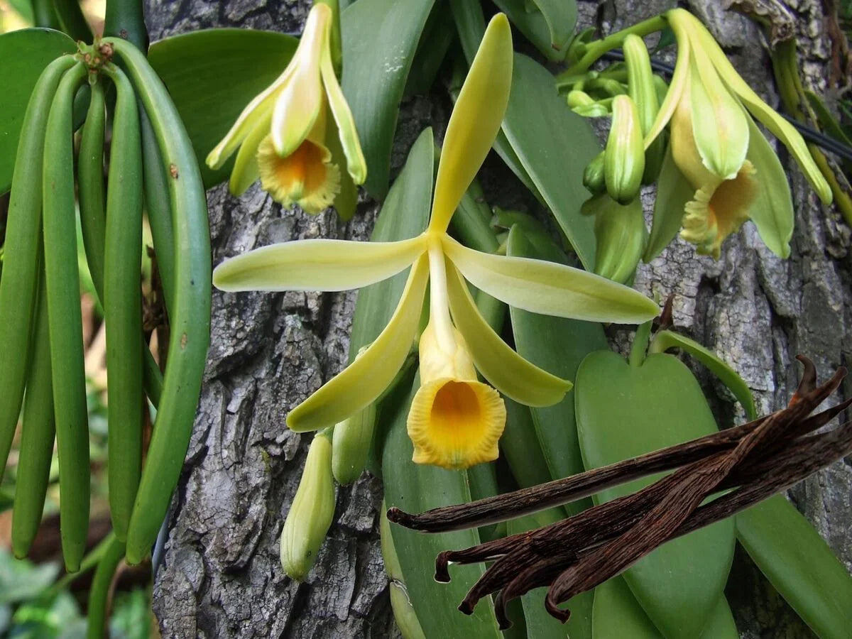 Exotic Vanilla Bean plant seeds for planting in home gardens