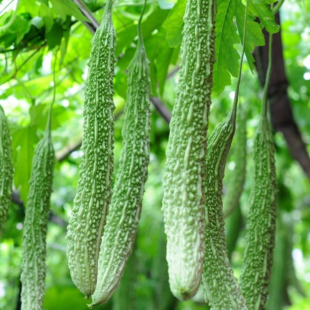 Extra Long Bitter Gourd seeds for planting in home gardens and raised beds.