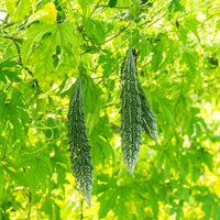 Extra Long Bitter Gourd plants thriving in a sunny vegetable garden.