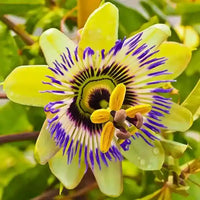 Yellow Passion Flower seeds for Planting - Perfect for Borders, Heirloom & GMO Free Seeds for Home Garden