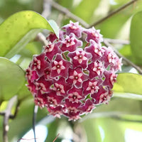 Mixed Hoya Flower seeds for Planting Cut Flower Favorite Heirloom & GMO Free Seeds for Home Garden 
 
 Sale