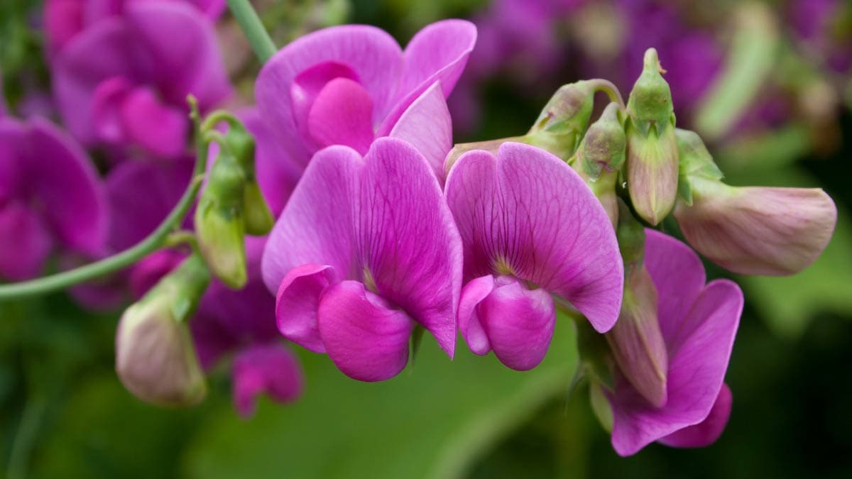 Pink Sweet Pea Flower Seeds for Planting Seasonal Bloomer Heirloom & GMO Free Seeds for Home Garden
 
 Sale