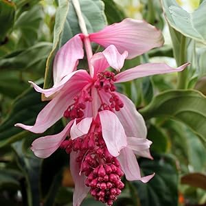Medinilla Flower seeds for Planting Seasonal Bloomer Heirloom & GMO Free Seeds for Home Garden