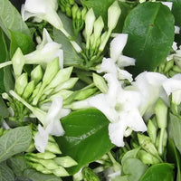 Loroco Flower seeds for Planting - Hardy Variety, Heirloom & GMO Free Seeds for Home Garden