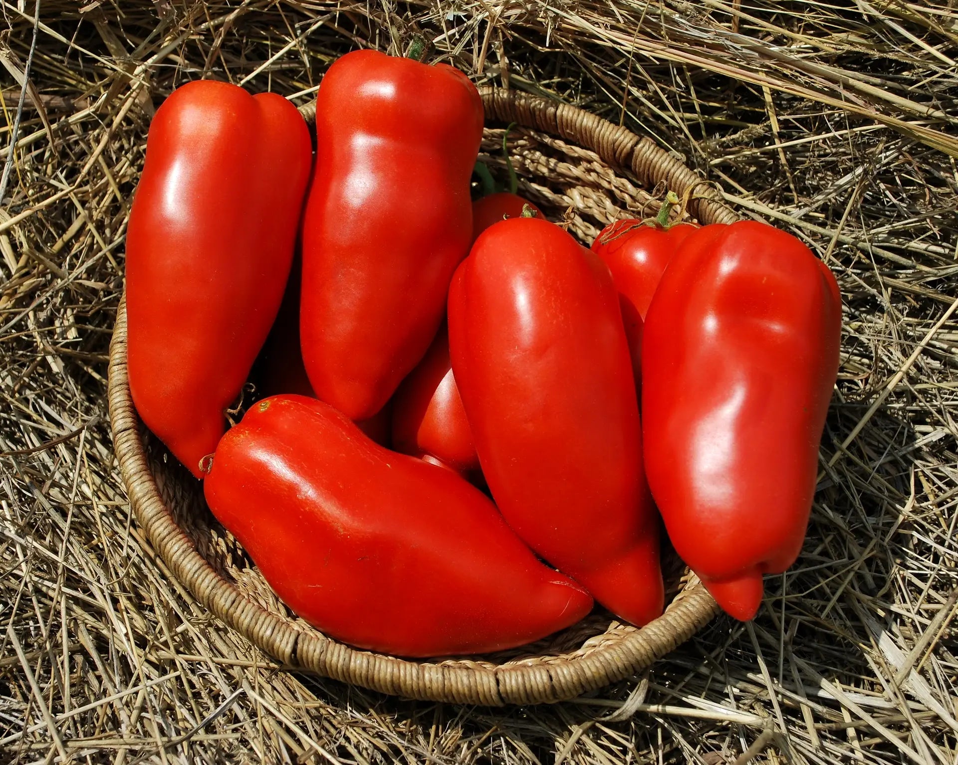 Opalka Tomato Seeds for Planting – Heirloom Non-GMO Polish Paste Tomato Vegetable Seeds