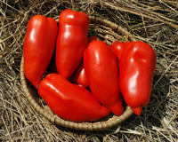 Opalka Tomato Seeds for Planting – Heirloom Non-GMO Polish Paste Tomato Vegetable Seeds