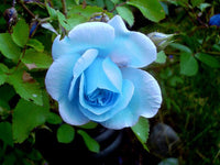 Light Blue Rose Flower Seeds Hardy Variety Heirloom & GMO Free Seeds for Home Garden
 
 Sale