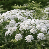 White Anne's Flower seeds for Planting Wildflower Mix Heirloom & GMO Free Seeds for Home Garden 
 
 Sale