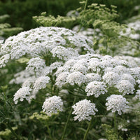 Lace Flower seeds for Planting - Pollinator Friendly, Heirloom & GMO Free Seeds for Home Garden