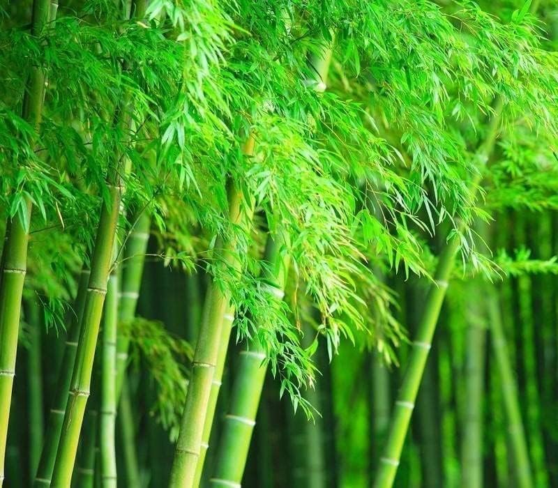 Fargesia murielae bamboo seeds suitable for raised beds and large containers.