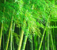 Fargesia murielae bamboo seeds suitable for raised beds and large containers.