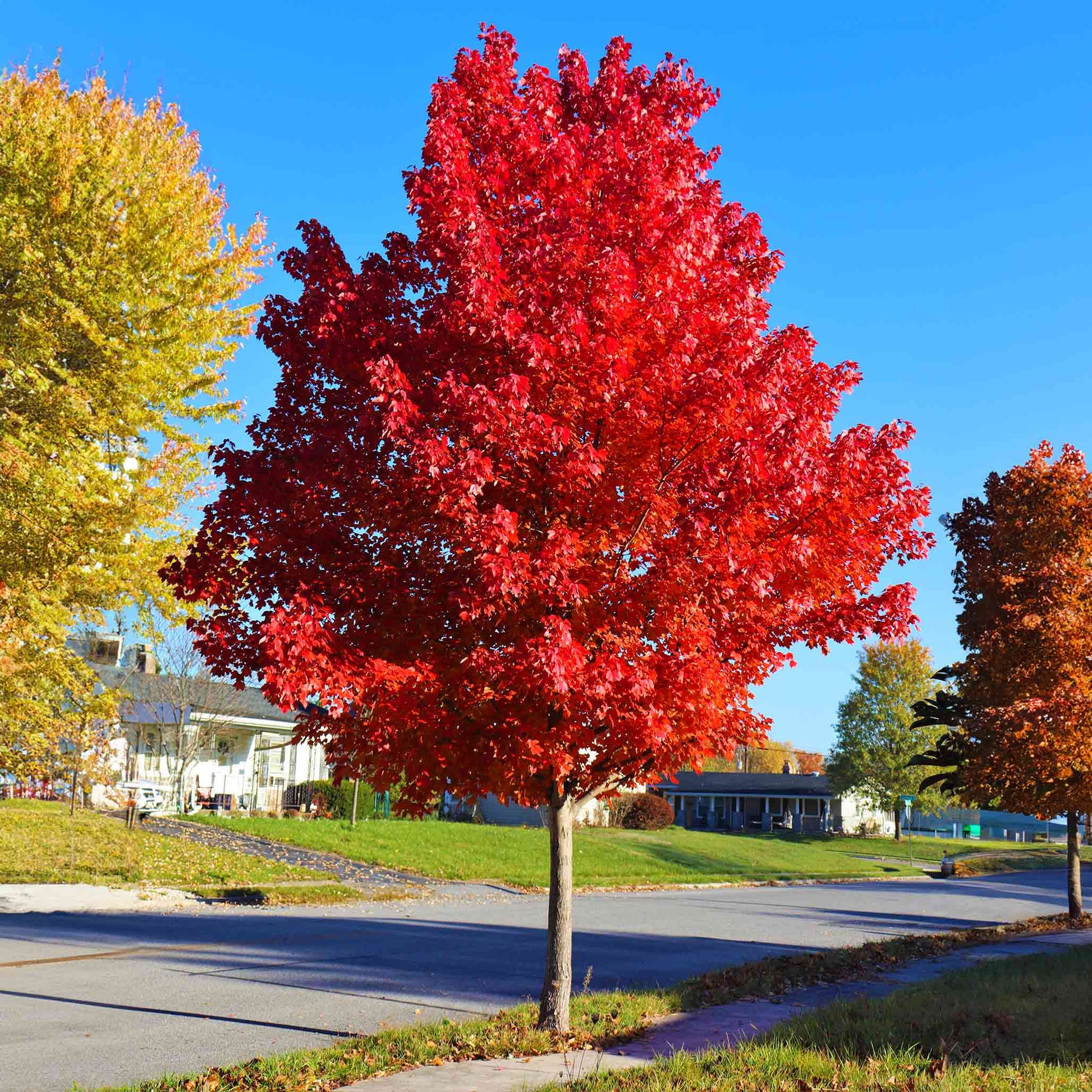 Fast-growing maple tree enhancing a home garden landscape.