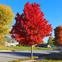 Fast-growing maple tree enhancing a home garden landscape.