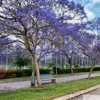Fast growing Paulownia tree with broad green foliage and seasonal blooms.