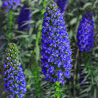 Blue Fastuosum seeds for borders and garden beds
