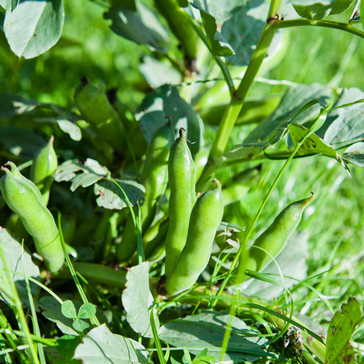 Fava Bohnen seeds for home garden planting, non-GMO