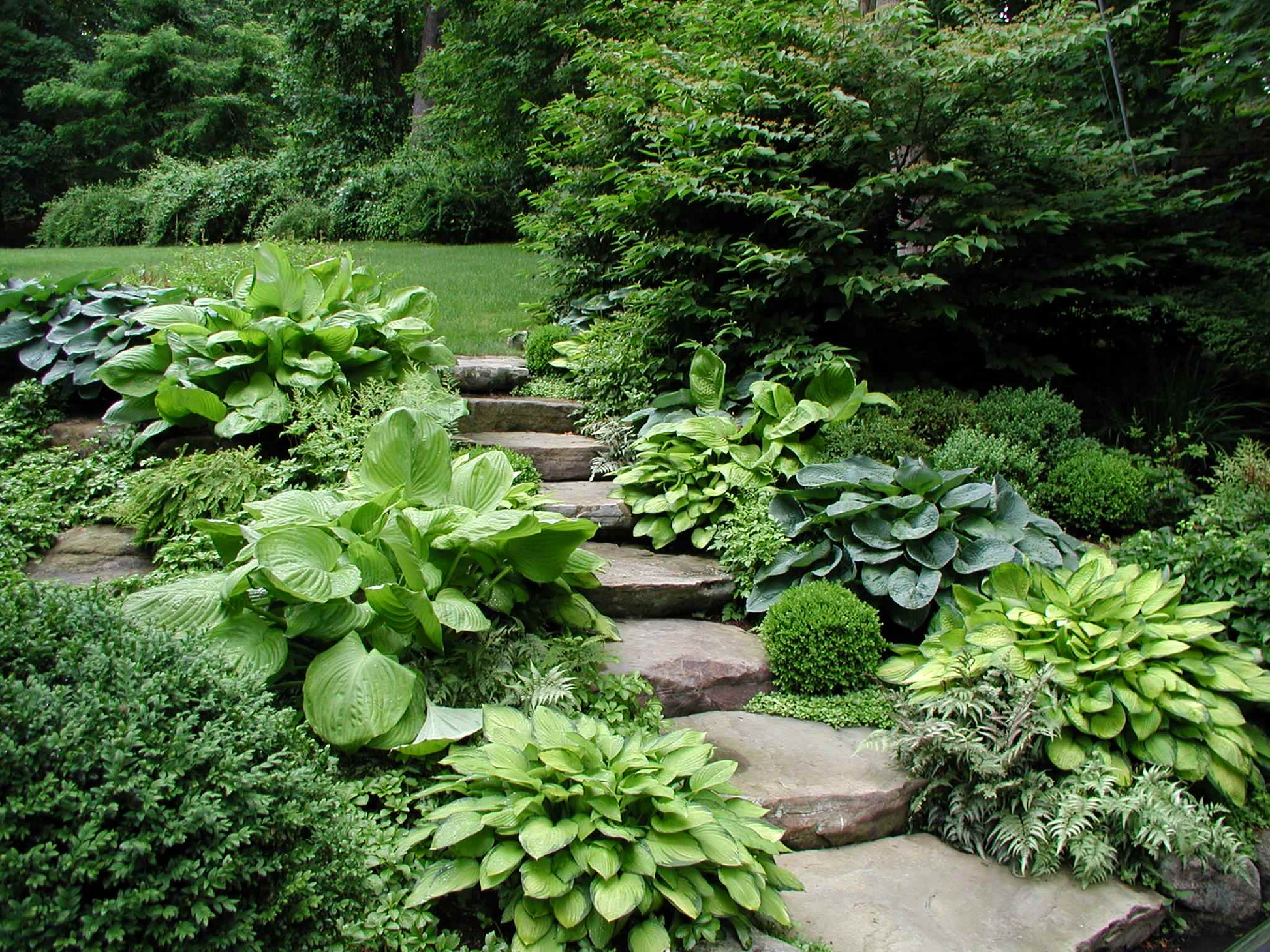 Hosta Bulb Starter | Perennial Foliage Plant for Shade Garden Planting